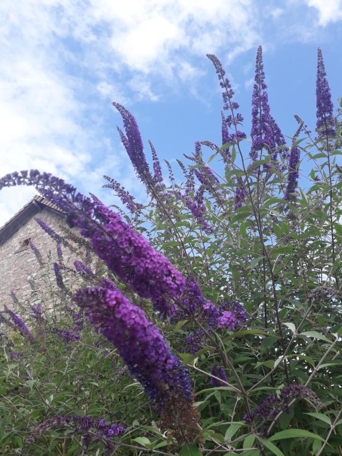 B&B Buddleja Saint-Hilaire-les-Places Exteriör bild
